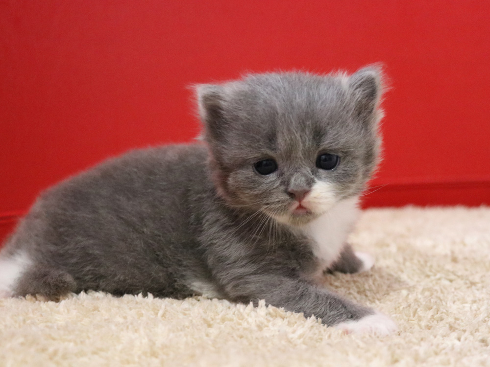 スコティッシュフォールドの子猫画像