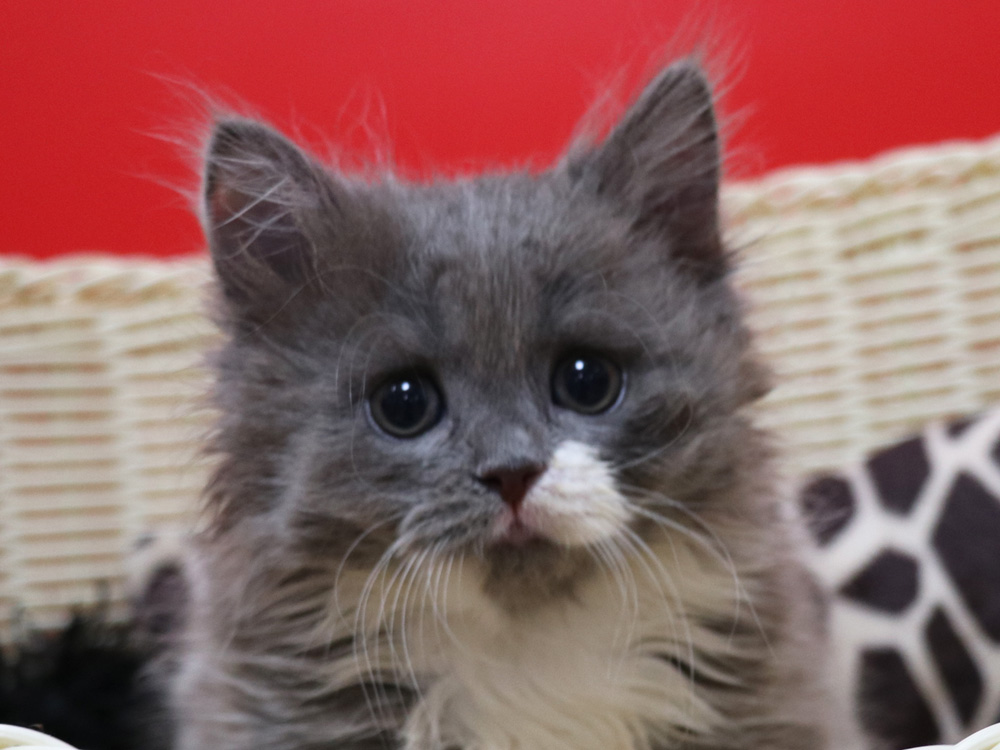スコティッシュフォールドの子猫画像