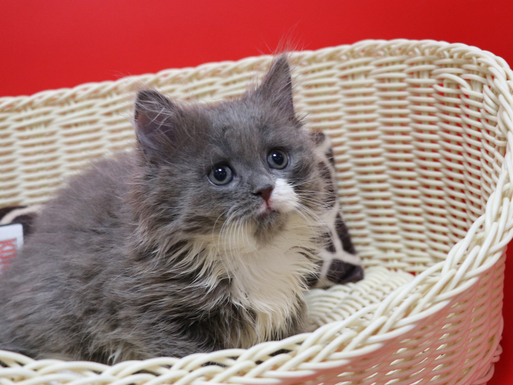 スコティッシュフォールドの子猫画像