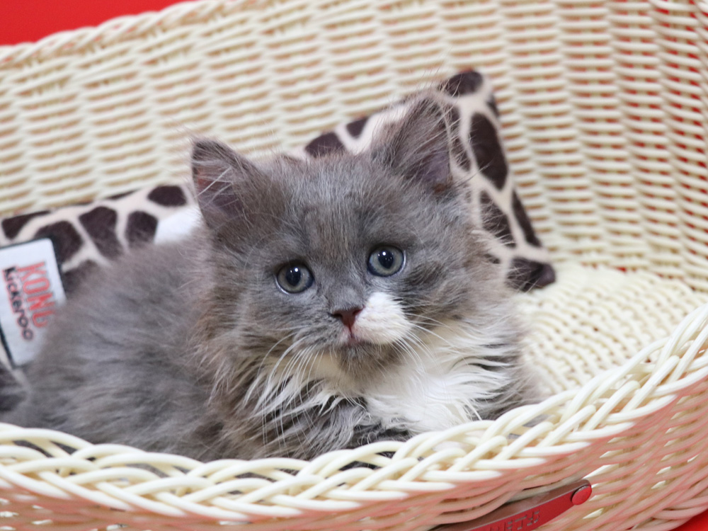 スコティッシュフォールドの子猫画像