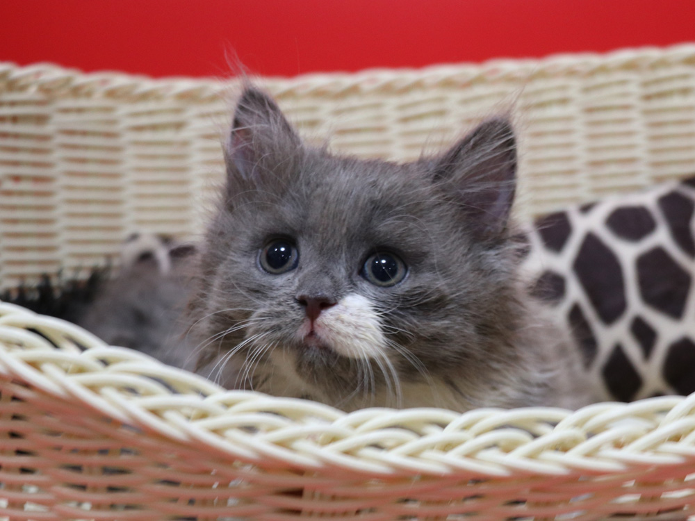 スコティッシュフォールドの子猫画像