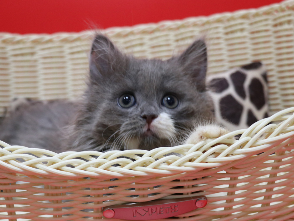 スコティッシュフォールドの子猫画像