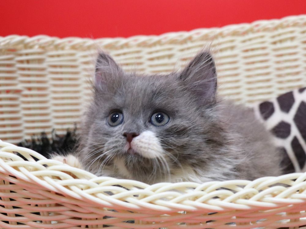 スコティッシュフォールドの子猫画像