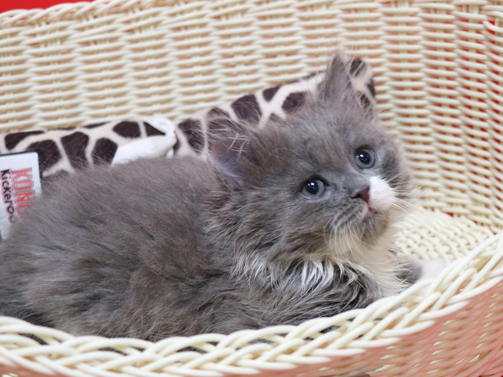 スコティッシュフォールドの子猫画像