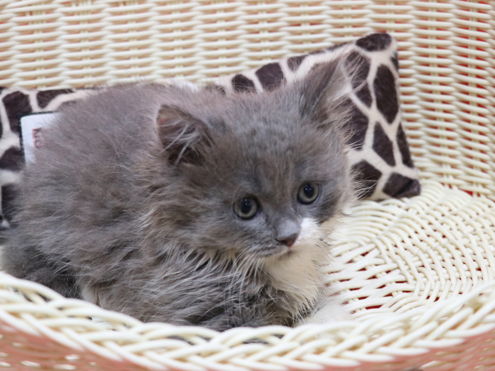 スコティッシュフォールドの子猫画像