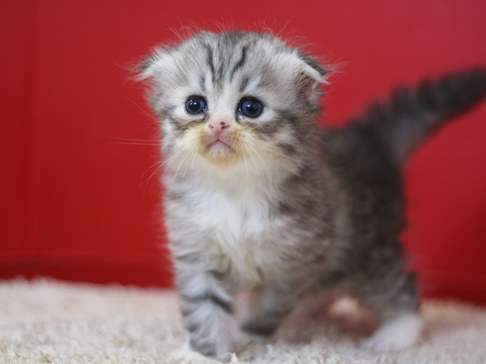 スコティッシュフォールドの子猫画像