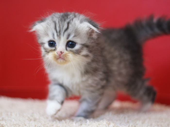 スコティッシュフォールドの子猫画像