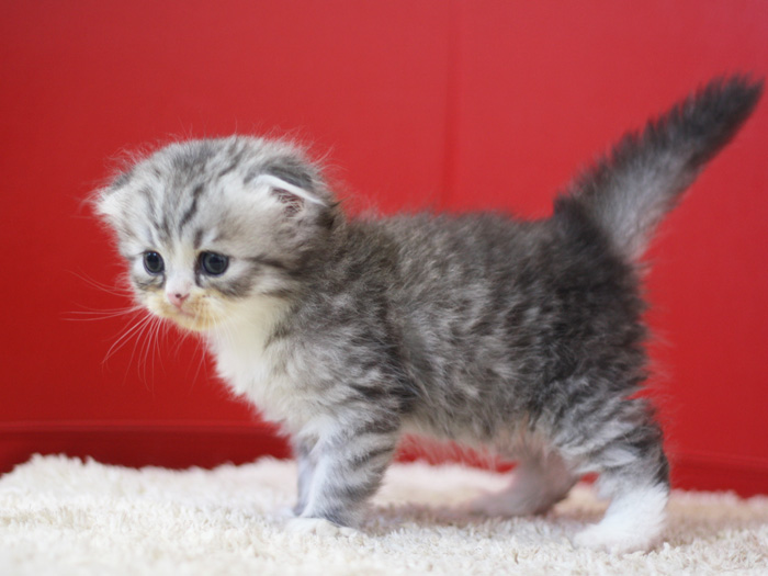 スコティッシュフォールドの子猫画像