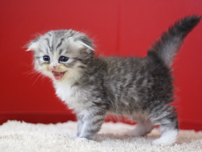 スコティッシュフォールドの子猫画像