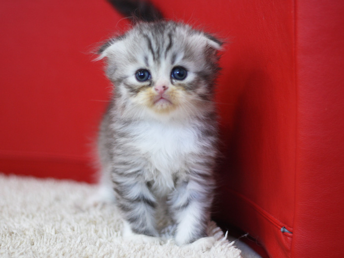 スコティッシュフォールドの子猫画像