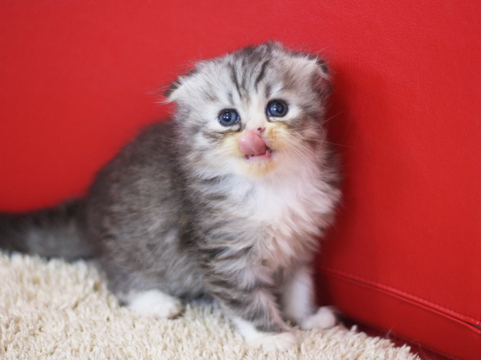 スコティッシュフォールドの子猫画像