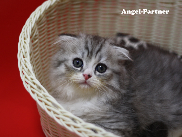 スコティッシュフォールドの子猫画像