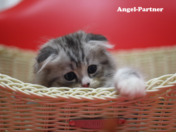 スコティッシュフォールドの子猫画像