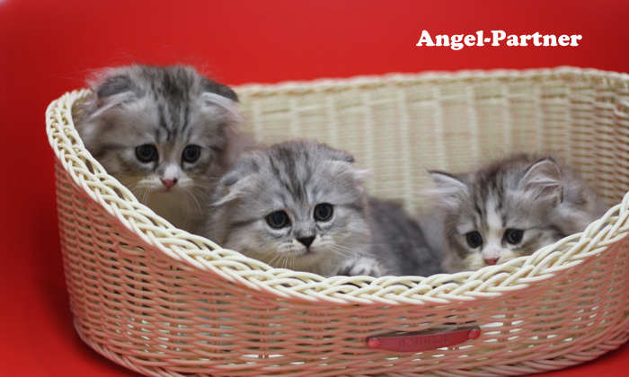 スコティッシュフォールドの子猫画像