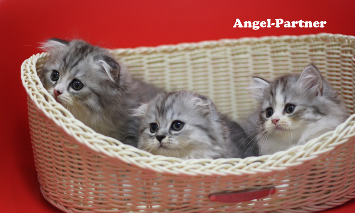 スコティッシュフォールドの子猫画像