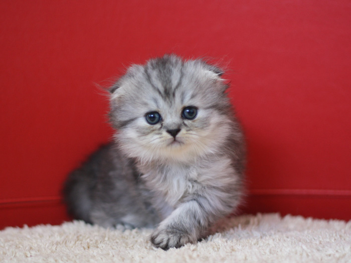 スコティッシュフォールドの子猫画像