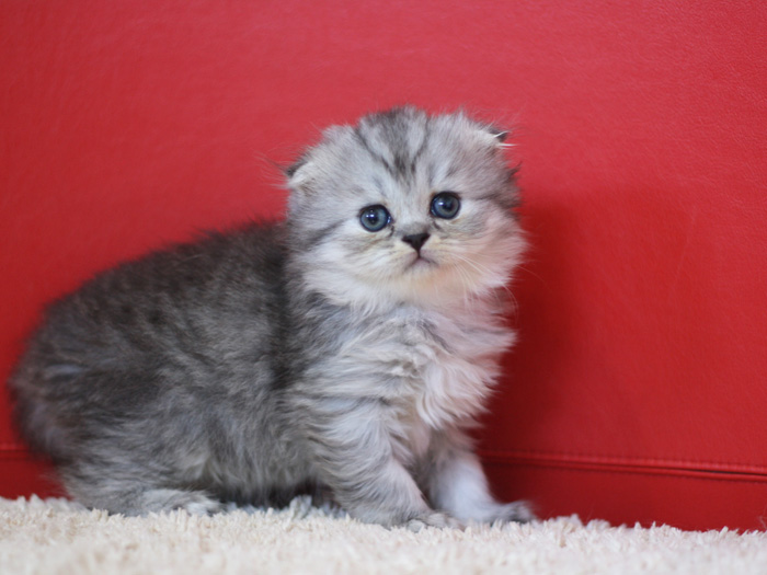 スコティッシュフォールドの子猫画像
