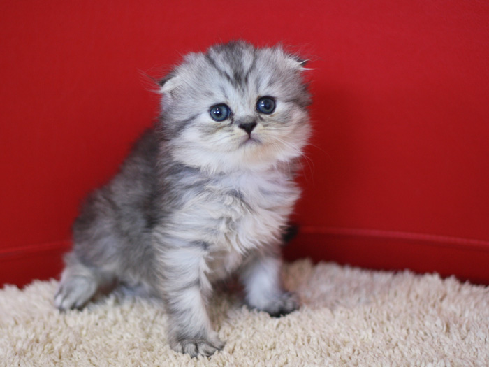 スコティッシュフォールドの子猫画像