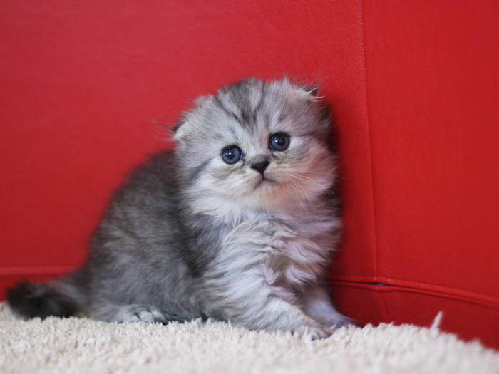 スコティッシュフォールドの子猫画像
