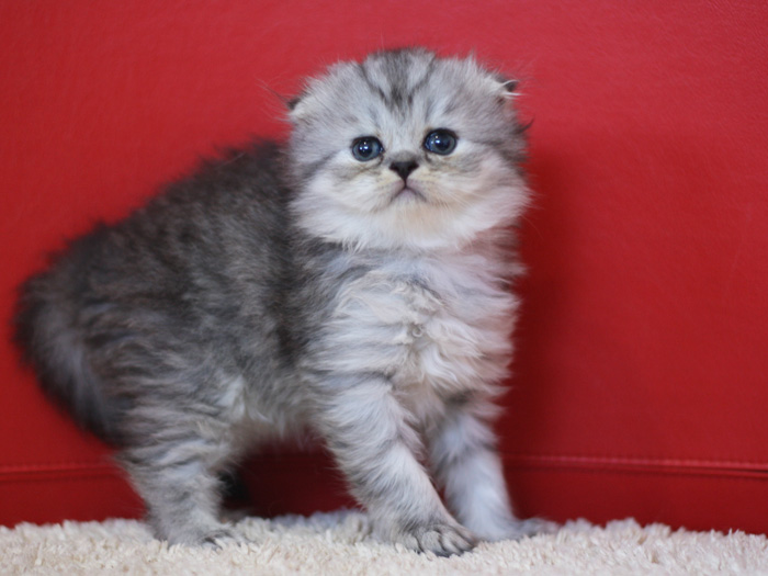 スコティッシュフォールドの子猫画像