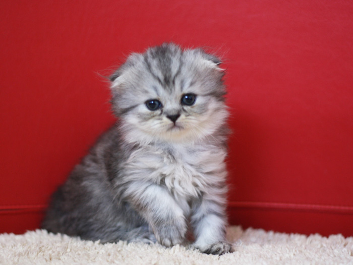 スコティッシュフォールドの子猫画像