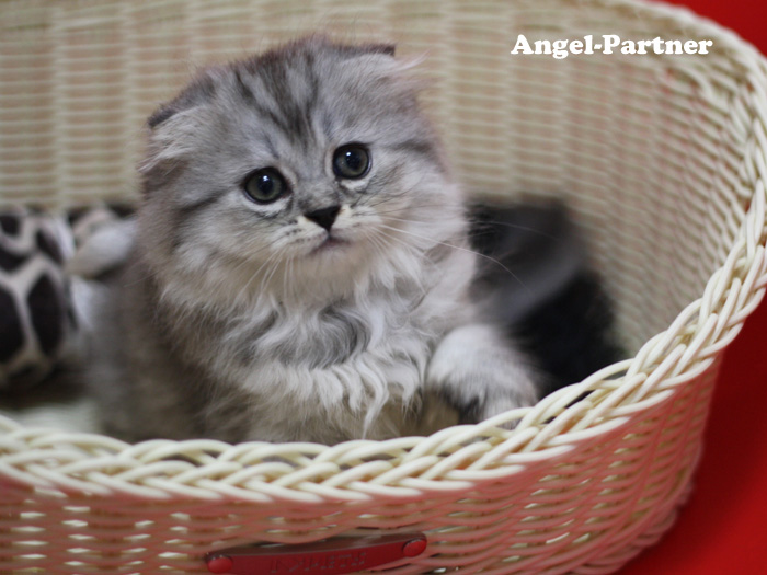 スコティッシュフォールドの子猫画像