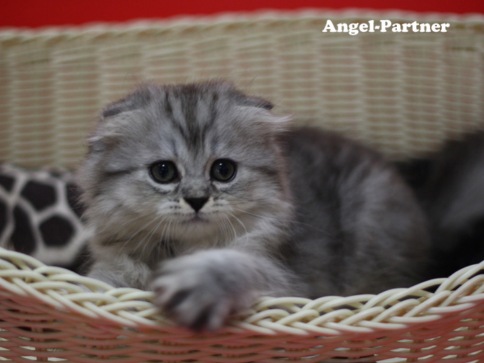スコティッシュフォールドの子猫画像