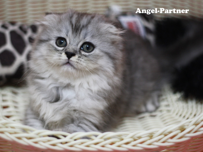 スコティッシュフォールドの子猫画像