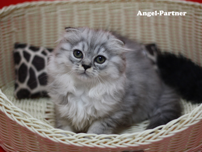 スコティッシュフォールドの子猫画像