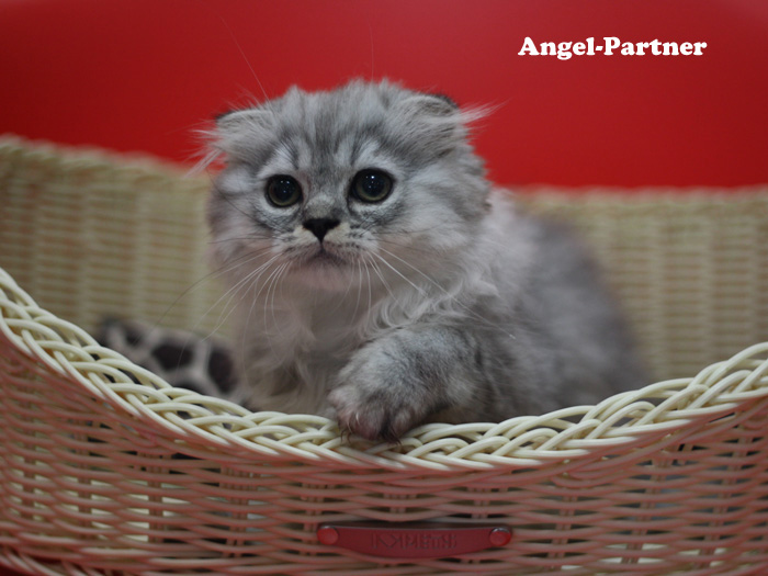 スコティッシュフォールドの子猫画像