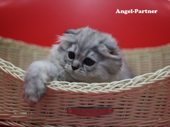 スコティッシュフォールドの子猫画像