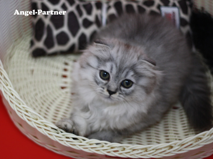 スコティッシュフォールドの子猫画像