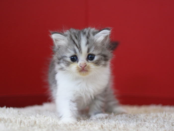 スコティッシュフォールドの子猫画像