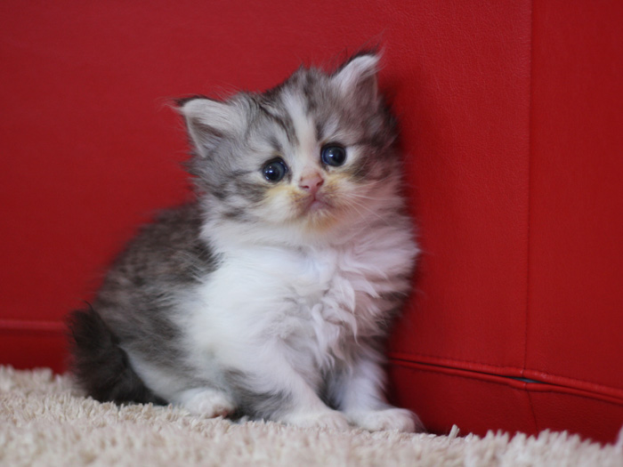 スコティッシュフォールドの子猫画像