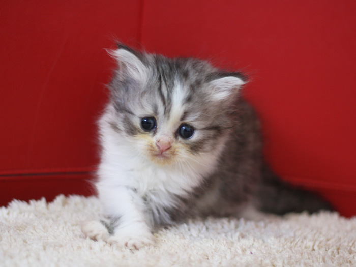 スコティッシュフォールドの子猫画像