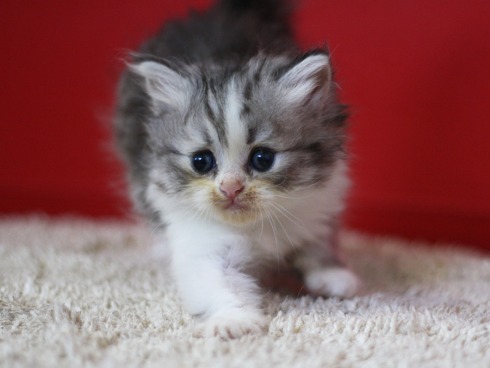 スコティッシュフォールドの子猫画像