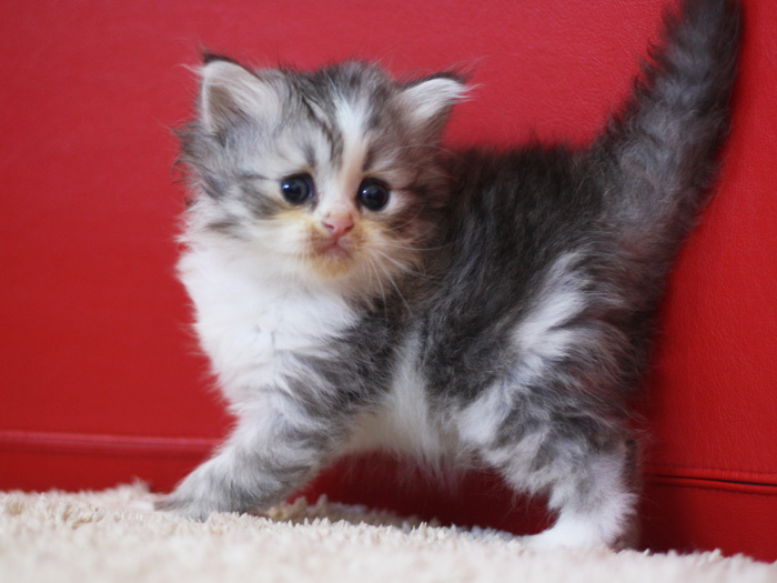 スコティッシュフォールドの子猫画像