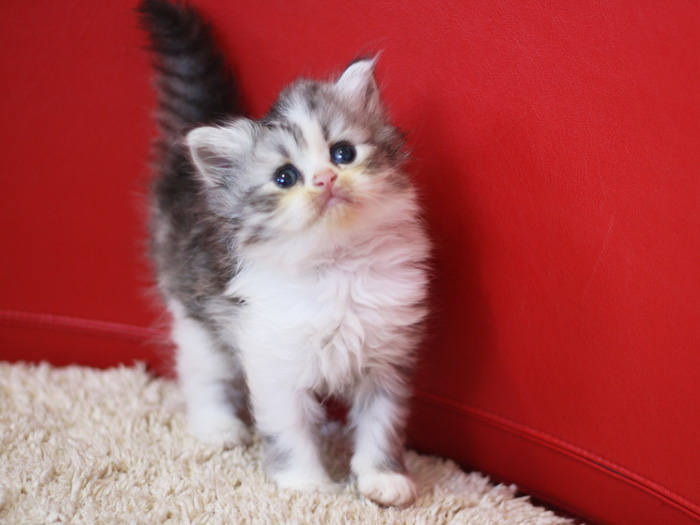 スコティッシュフォールドの子猫画像