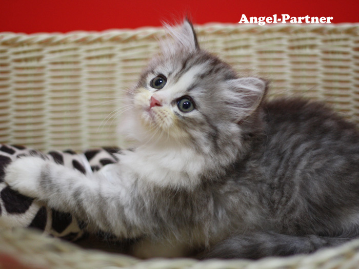 スコティッシュフォールドの子猫画像