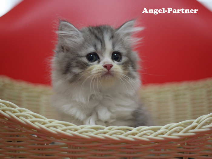 スコティッシュフォールドの子猫画像