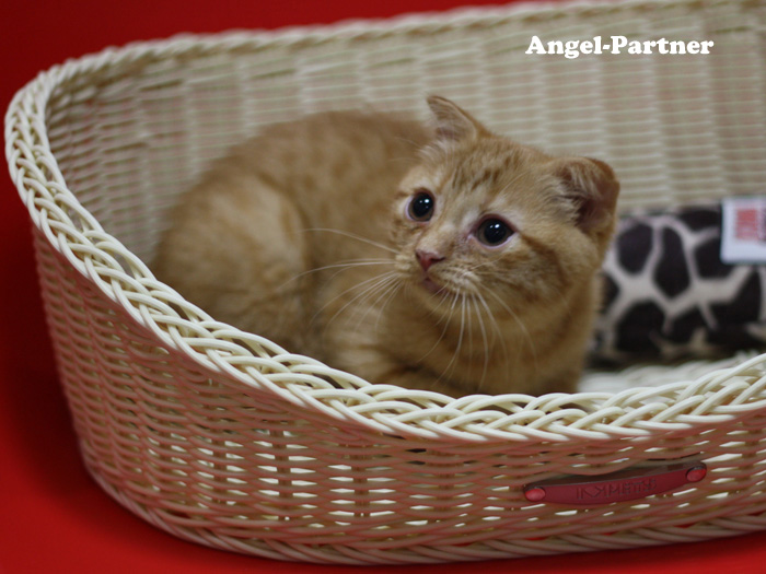 スコティッシュフォールドの子猫画像