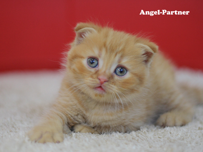 スコティッシュフォールドの子猫画像