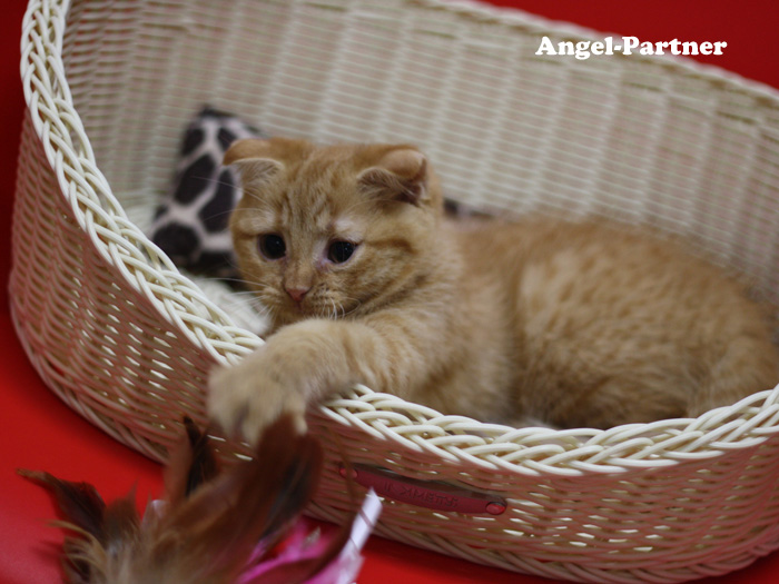 スコティッシュフォールドの子猫画像