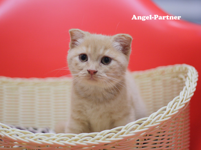 スコティッシュフォールドの子猫画像