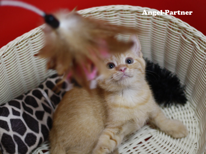 スコティッシュフォールドの子猫画像
