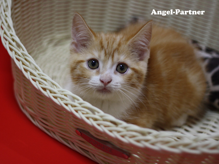 スコティッシュフォールドの子猫画像