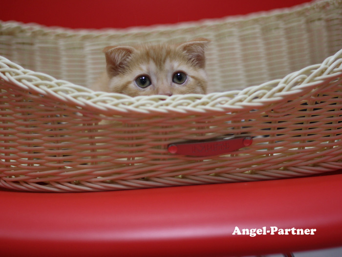 スコティッシュフォールドの子猫画像