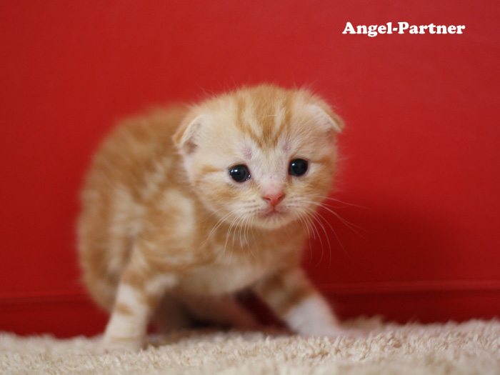 スコティッシュフォールドの子猫画像