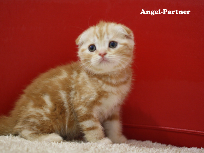 スコティッシュフォールドの子猫画像