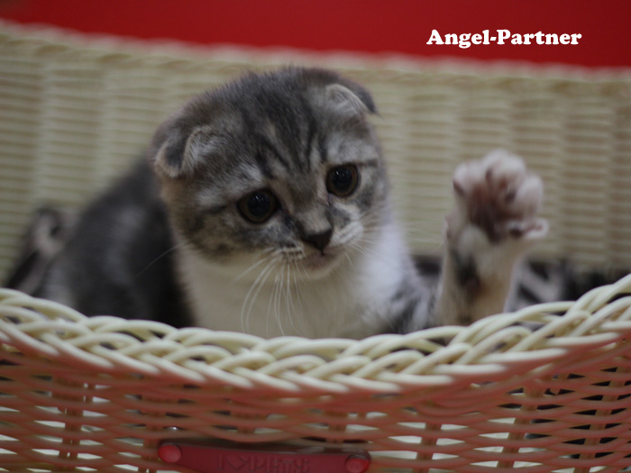 スコティッシュフォールドの子猫画像